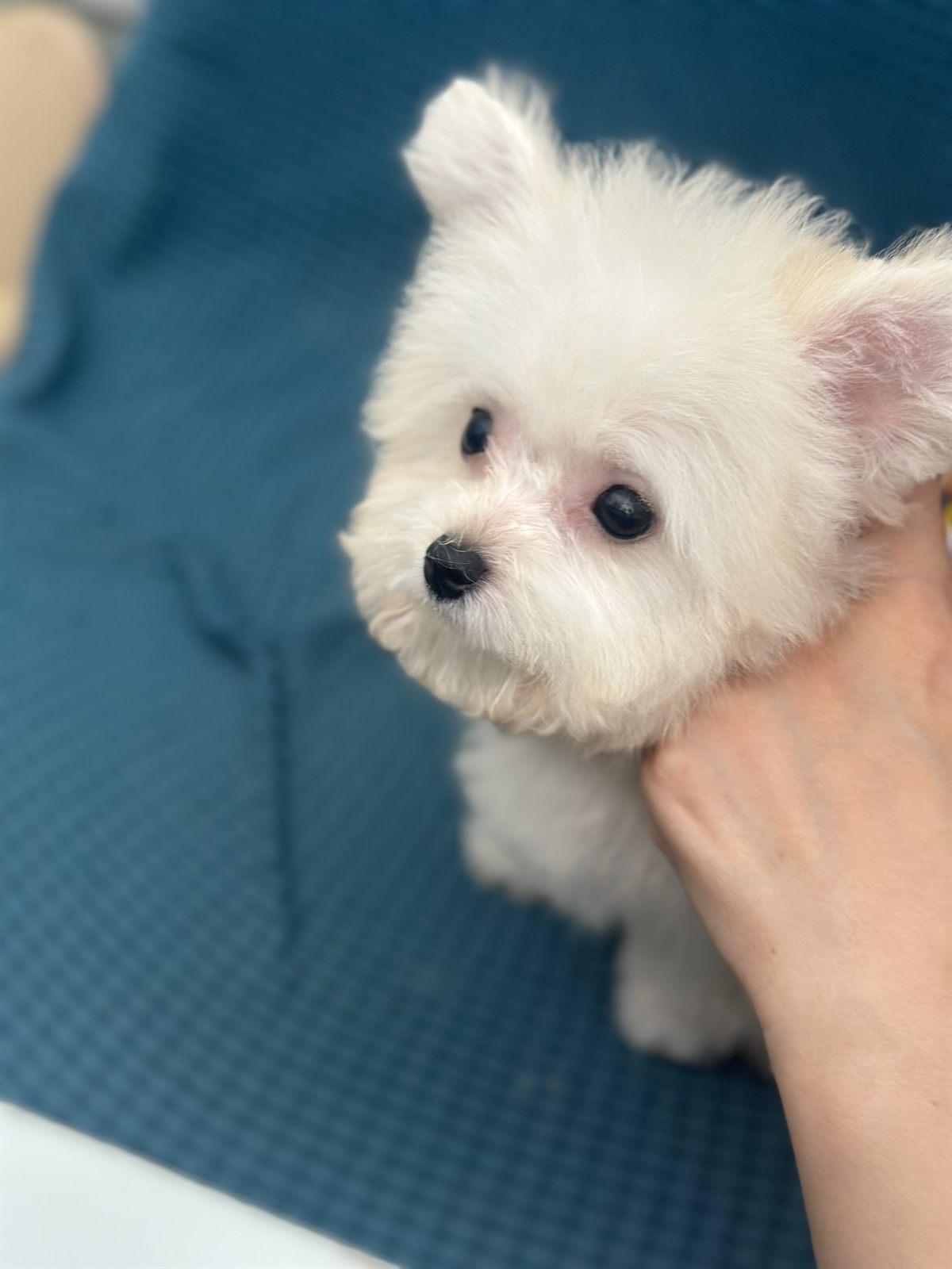 小英